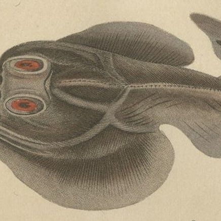 Print of a Guitarfish, Common Torpedo, Stingray & Devil fish or Giant Devil Ray, close-up 4