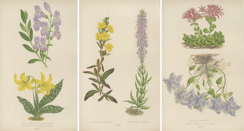 Antique Botanical Triptych with Erythronium Americanum and Bellflower c1870, view 6