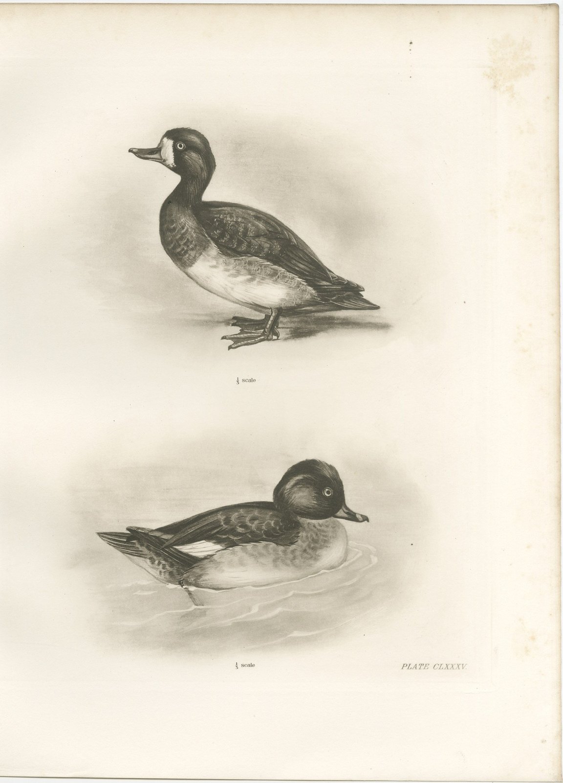Diving Ducks: Greater Scaup & Tufted Duck, Medland Bird Print, 1909