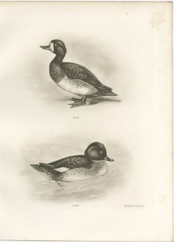 Diving Ducks: Greater Scaup & Tufted Duck, Medland Bird Print, 1909