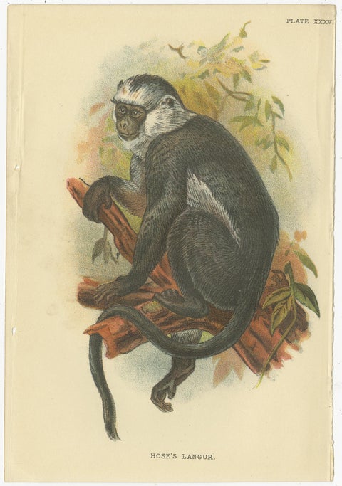 Set of 2 Antique Prints of Langur Monkey Species by Lloyd, circa 1894, view 3