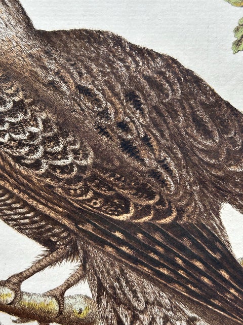 Antique Bird Print, Common Nightjar Caprimulgus by Nozeman & Sepp, 1770, view 11