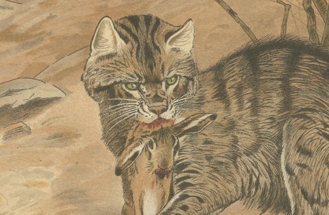 Wild Cat, Antique Zoological Print, Victorian Mammal Illustration, 1894, close-up 3
