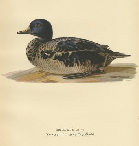 Antique Bird Print of a Young Black Scoter by Von Wright, 1929, view 4
