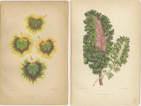 Contrasts in Nature: Pelargonium and Brassica - Botanical Art from 1880, view 4