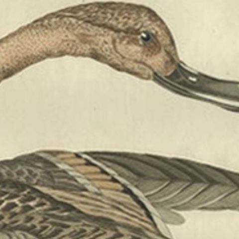 Anas acuta foemina, Northern Pintail Female with Egg by Nozeman & Sepp, 1789, close-up 1
