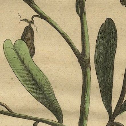 Botanical Illustration of Cardamom Plant (Cardamomum majus arborescens) , 1696, close-up 6