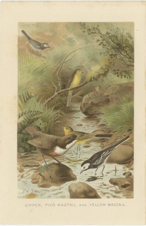 Antique Bird Lithographs Set of 3, Buntings Wheatear Wagtail, 1895, view 5
