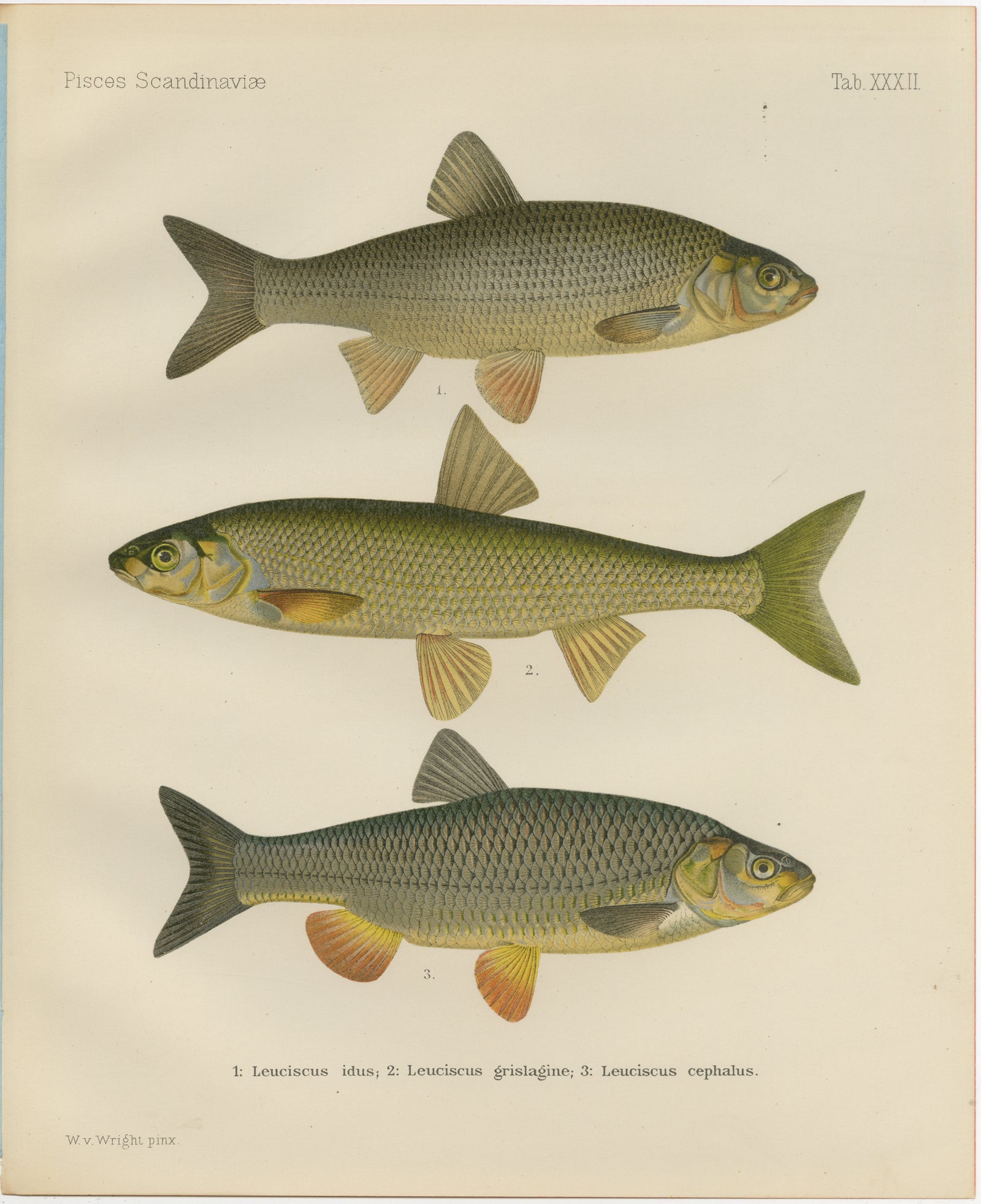 Dace and Chub - Graceful Scandinavian Freshwater Fish Lithograph, 1895