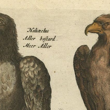 Original Antique Engraving of Various Birds of Prey, like Eagles & Harrier, 1657, close-up 2