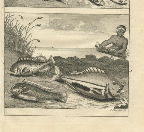 Antique Print of Fish Species 'no. 461' by Valentijn '1726', view 4