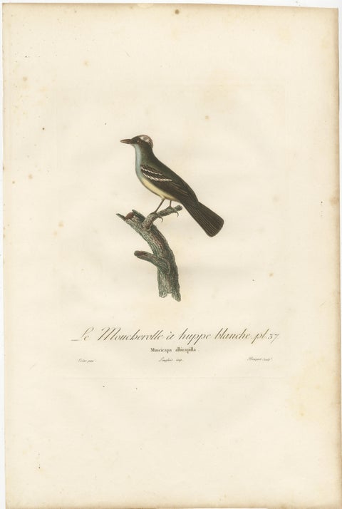 White-Crested Flycatcher - 'Le Moucherolle à huppe blanche' Ornithological Art, view 2