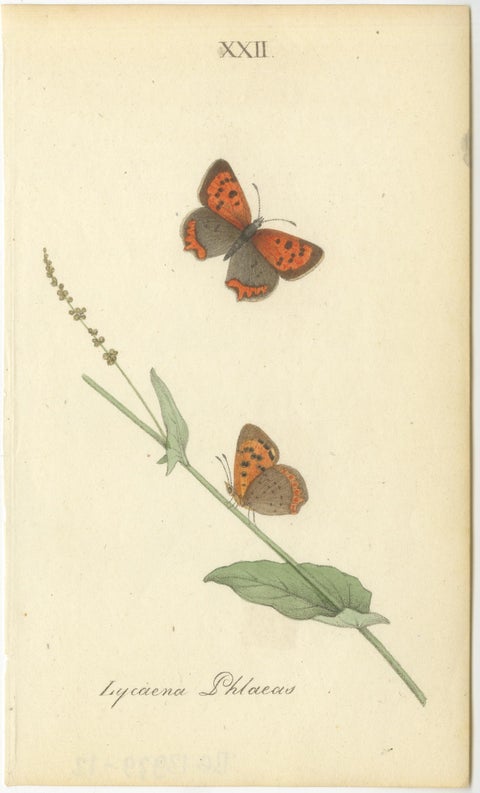 Cabinet-Size British Butterfly Engravings by Jardine & Lizars, 1835, view 6