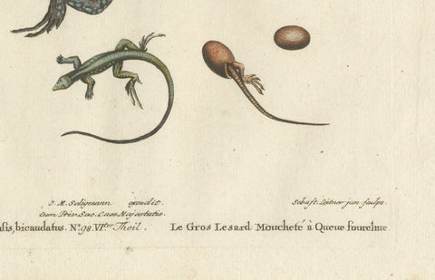 Exotic Jamaican Lizards: The Large Spotted Fork-Tailed Lizard Engraved, c.1773, close-up 2