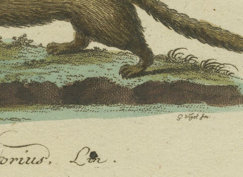 The European Pine Marten and The Polecat Meticulously illustrated, circa 1775, close-up 3