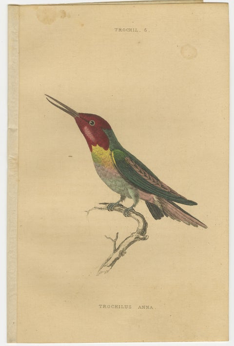 Hummingbird Bird Prints, Handcolored Fiery-Tailed Hummingbirds by Jardine, 1837, view 6