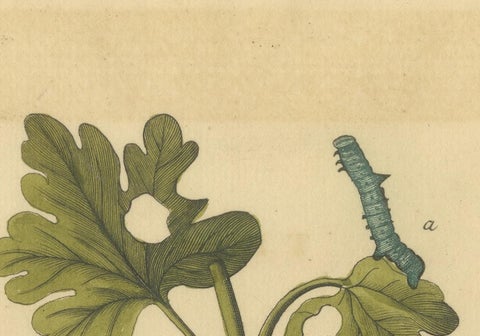 English Moths on Hawthorn, Antique Insect Print by Eleazar Albin, 1720, view 4