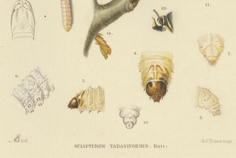 Antique Pair of Sciapteron Xystophora Moths, Hand-Colored by Sepp & Brants, 1906, close-up 4