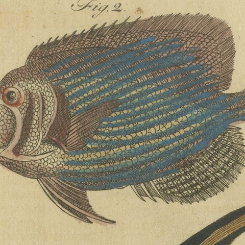 Angelfish, Butterflyfish and Moorish Idol, Antique Bertuch Print, circa 1805, close-up 6