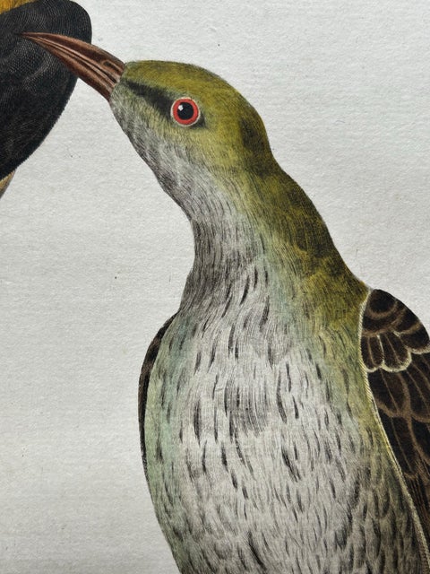 Eurasian Golden Oriole with Nest, Antique Bird Engraving, Nozeman & Sepp 1770, view 11