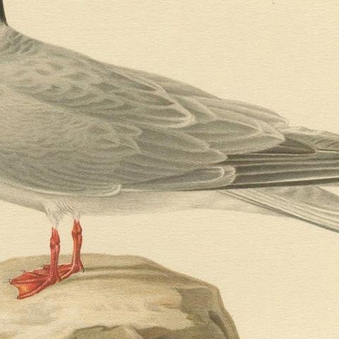 Antique Bird Print of the Arctic Tern by Von Wright, 1927, close-up 1
