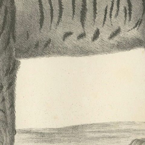 19th-Century Lithograph of the Majestic Striped or Royal Tiger, close-up 6