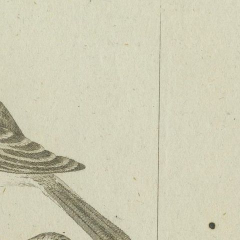 Antique Ornithological & Zoological Engraving, Bird and Bat Species, c.1800, close-up 6
