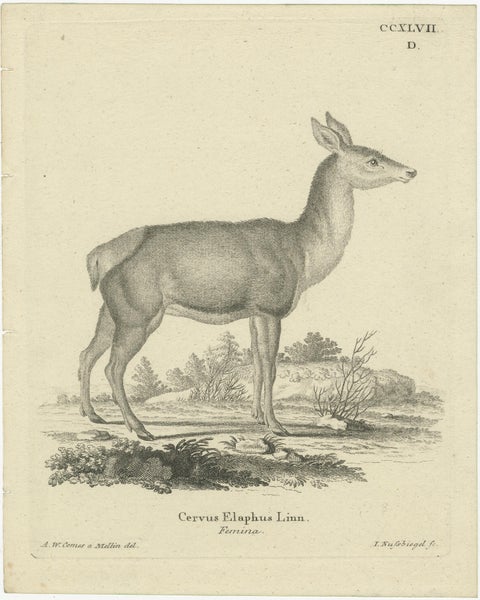 Antique Engraving of a Red Deer Hind (Cervus elaphus Linn., Femina), c.1800, view 2
