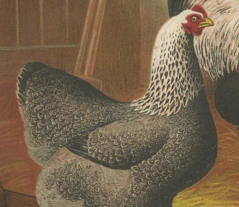 The Majestic Dark Brahma - A Rare 19th Century Poultry Lithograph, 1888, close-up 3