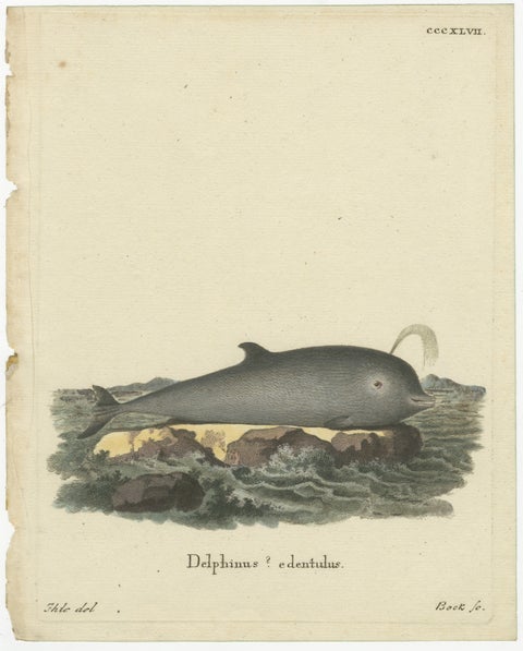 Northern Bottlenose Whale: Classic 18th Century Scientific Illustration, 1775, view 2