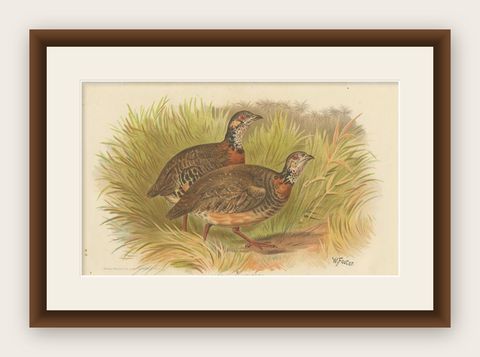 Antique Bird Print of the Malayan Wood Partridge by Hume & Marshall, 1879, shown framed