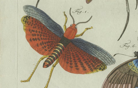 Original Antique Print of Exotic Insects, Spider and Butterfly by Bertuch, 1800, close-up 4
