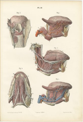 Vessels and Nerves of the Tongue, Antique Hirschfeld Anatomy Print, 1866, view 2