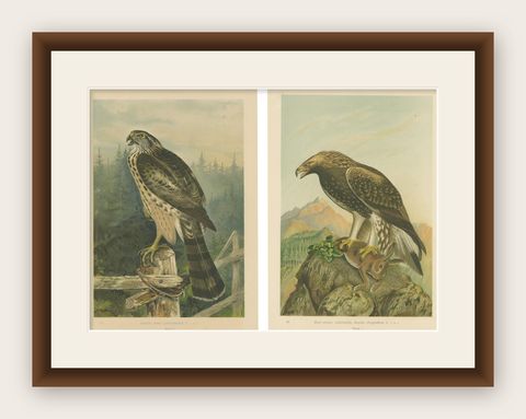 The Golden Eagle and Northern Goshawk by J.F. Naumann, Original Vintage, 1901, shown framed