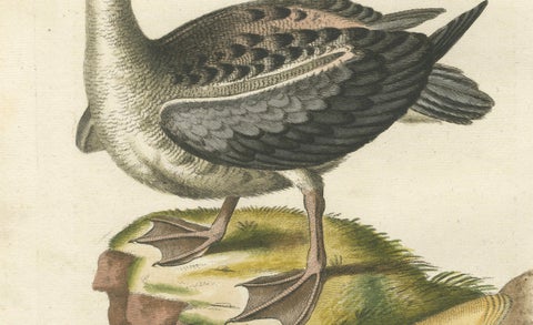 Der Albatros - Hand-Colored Engraving of the Albatross by Johann Seligmann, 1770, close-up 3