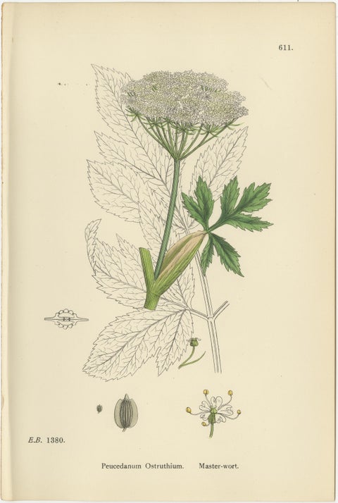 Four Antique English Botanical Herb Prints, Elegant Green Umbellifers, 1902, view 3