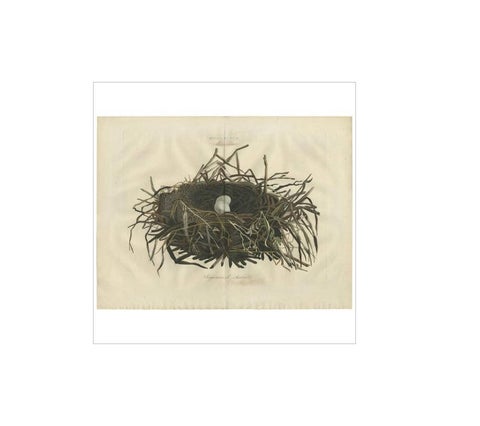 Western Marsh Harrier Nest, Antique Double-Page Engraving, Nozeman & Sepp 1770, view 2