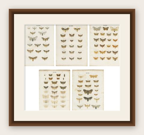 Set of 5 Antique Prints of Various Butterflies and Moths by Ramann, circa 1870, shown framed