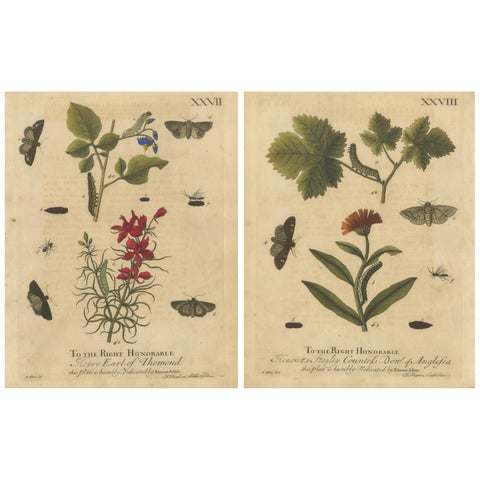 Antique English Moths with Garden Flowers, Hand-Colored Engravings 1720