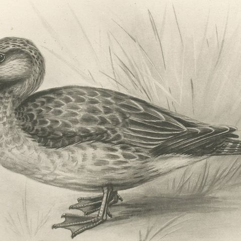 Teal, Two Figures, Antique Bird Print after Lilian Medland, circa 1909, close-up 2