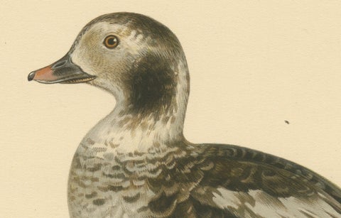 Winter's Youth: A Bird Print of The Young Long-tailed Duck by Magnus von Wright, close-up 1