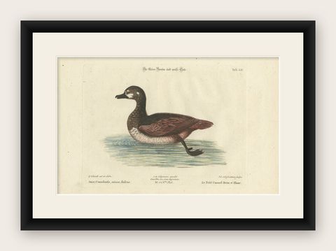 Hand-Colored Engraving of the Small Brown and White Duck by Seligmann, c.1770, shown framed