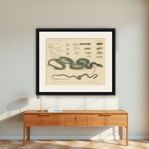 Antique Print of Philothamnus and other Snake Species, shown framed on a wall