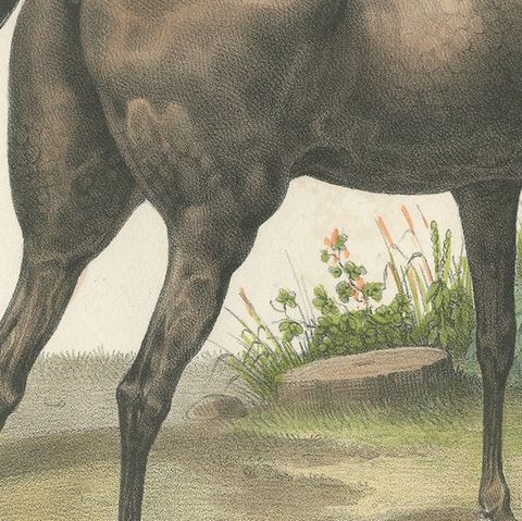 Original Hand Colored Antique Print of an English Horse, ca.1827, close-up 2