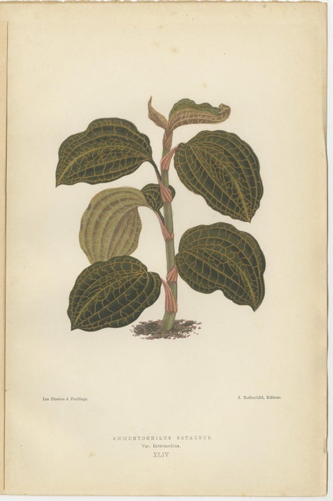 Verdant Varieties: A Vintage Botanical Collection from 1880, view 4