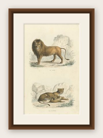 Two Images on One Sheet of a Lion and Lioness, shown framed