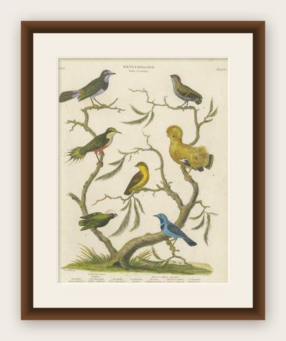 Antique 1811 Ornithology Hand-Colored Print, shown framed