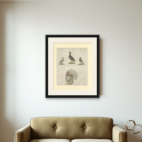 Antique Print of a Wild Turkey, Pheasant, Helmeted Guineafowl and Curassow Bird, shown framed on a wall