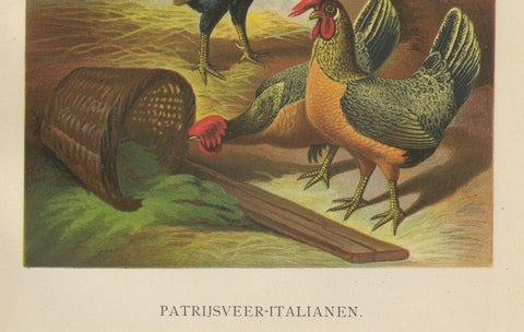 The Regal Partridge Italian Chicken - A Rare 19th Century Poultry Lithograph, close-up 2