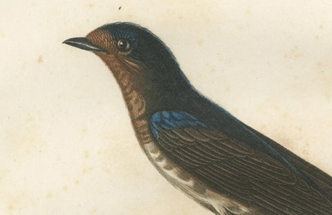 The White-Bellied Caribbean Martin, An 1807 Ornithological Illustration, close-up 1
